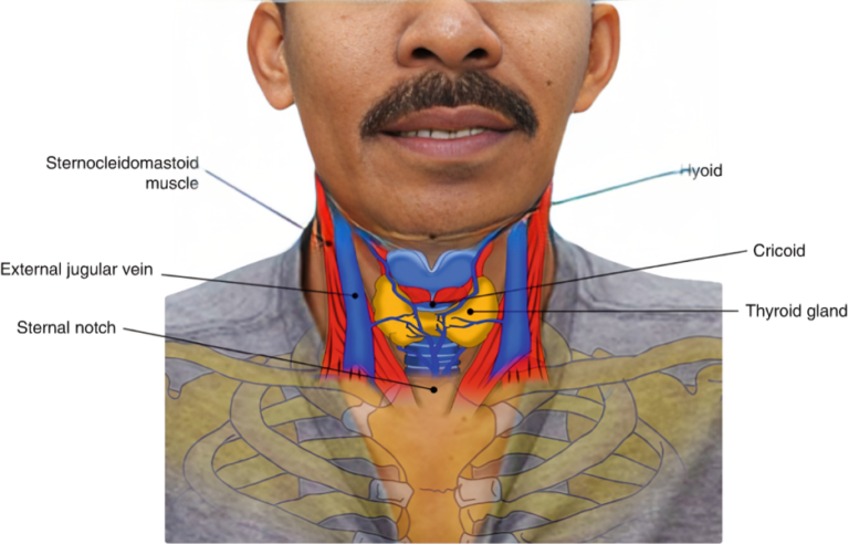 Precision in Practice: Exploring the Realm of Head and Neck Surgery.